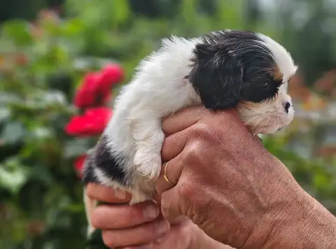 Cavalier King Charles Spaniel  B7 Of Little By Little 6a615 photo 3