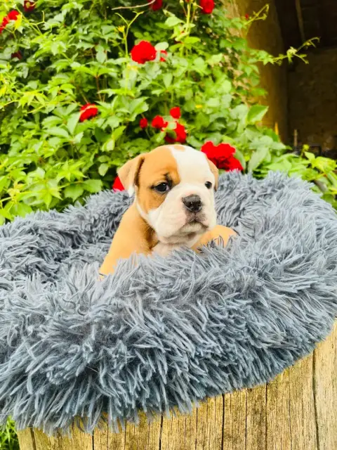 Bulldog Continental  Chiot 2 De La Truffe D’Acier photo 3