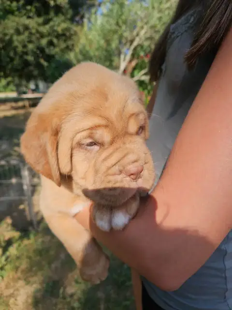 Dogue De Bordeaux 
                        Collier Ro 4397f photo 2