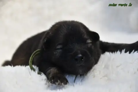 Eurasier  Chiot 5 Des Legendes De Retz photo 3