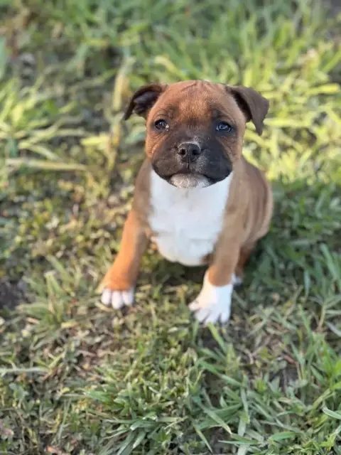 Staffordshire Bull Terrier  Bloom Des Guerriers D'Amo a1618 photo 2