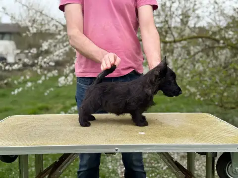 Scottish Terrier  Fille Bringée Foncée Gabéric'S photo 3