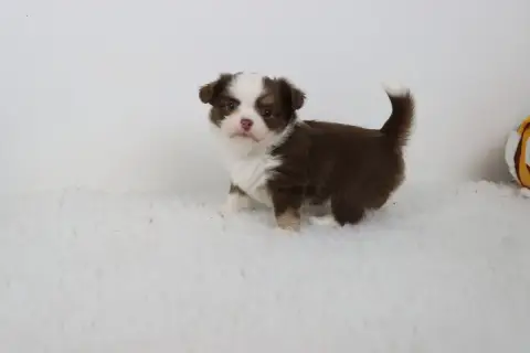 Chihuahua  Poil Long Chocolat De La Grande Equinoxe e5559 photo 3