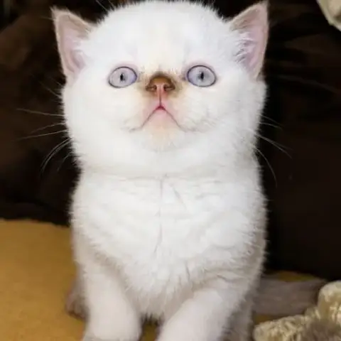 Adopter Chaton British Femelle Yeux Bleu Rare
