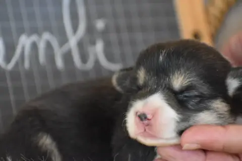 Welsh Corgi Pembroke  Bambi Des Bories De Yakoubia