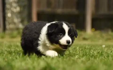 Border Collie  Chiot N°2 Des Collines De Sagne photo 3