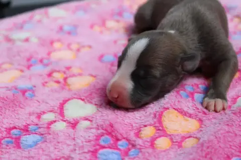 Whippet  Bagatelle Enchantée Des Filles D'Eole photo 2