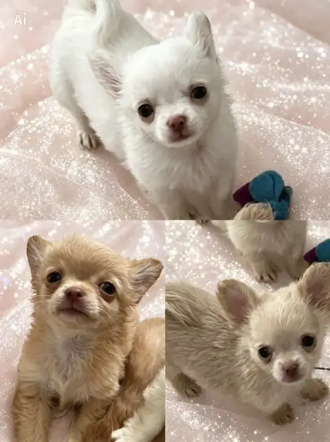 Chihuahua  B....Poil Long Petit Gabarit So Lovely photo 2