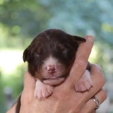 Berger Australien  Chiot 8 Des Bergers De La Tribu De e976a