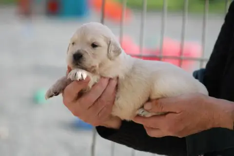Golden Retriever  Chiot N°6 Des Romarins De Mayerling 0066e