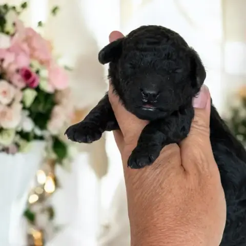 Caniche  Chiot 2 Du Mas De Dixie