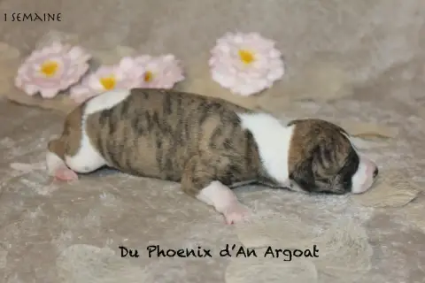 Whippet  Bonbon Du Phoenix D'An Argoat photo 2