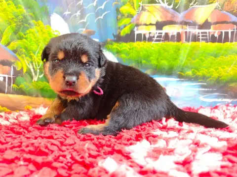 Rottweiler photo 2