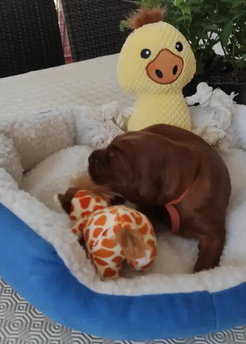 Adopter Setter Irlandais Rouge 
                        Chiot ff0ba