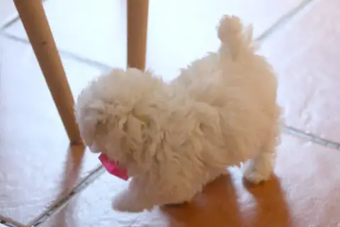 Bichon Frise 
                        Bao De La Felho 9c471 photo 3