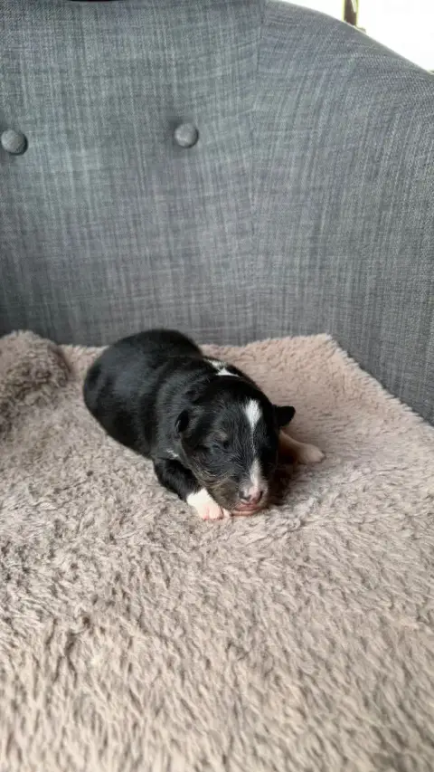 Shetland Sheepdog  Chiot 3 Du Banc Des Hermelles photo 3