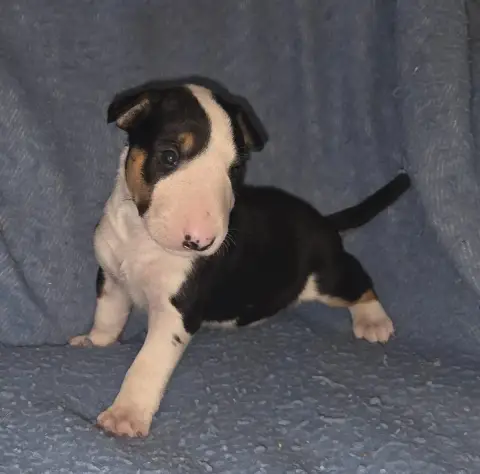 Bull Terrier  Chiot 1 By The Wall