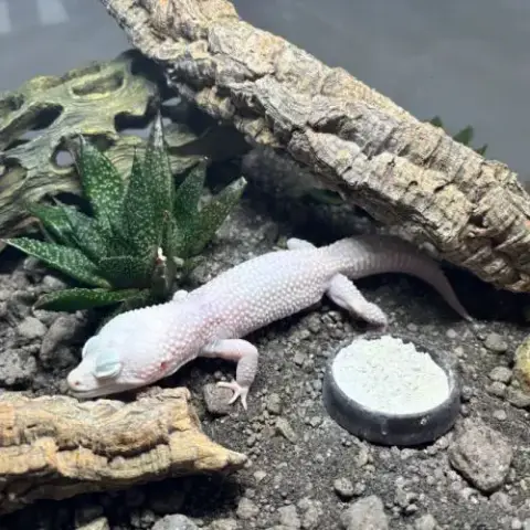 Gecko Léopard Diablo Blanco