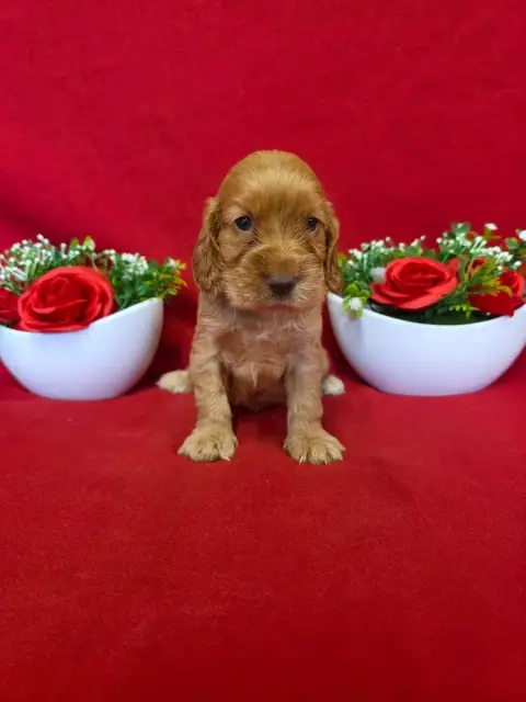 Cocker Spaniel Anglais  B........... Du Domaine De St e7dea