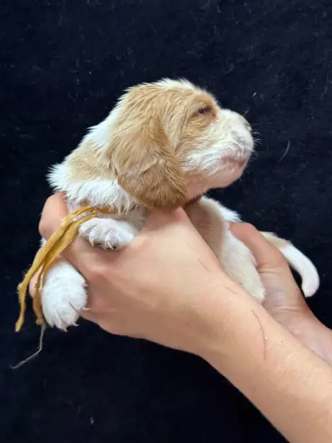 Basset Hound  Blondain Collier Beige Bicolore Du Berc 5ac9f photo 3