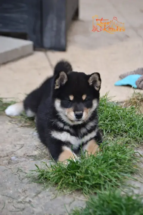 Shiba  Toji Go Inari Kitsuken photo 2