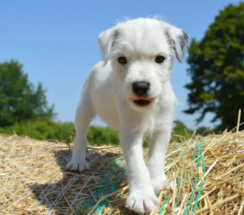Parson Russell Terrier 
                        Black af1f8 photo 3