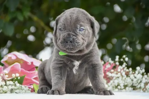 Cane Corso 
                        Collier Vert I Ha 6aab7 photo 2
