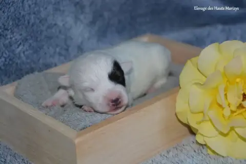Jack Russell Terrier  Mâle 1 Des Hauts-