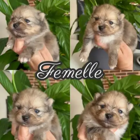 Spitz Nains Mâles Et Femelles