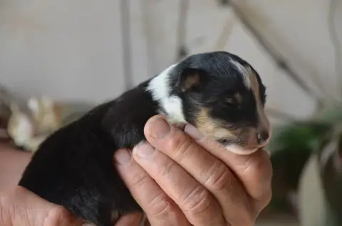 Shetland Sheepdog  Chiot N°2 De La Foret Des Reves Bl 5723f photo 2