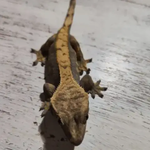 Gecko À Crête+Terrarium