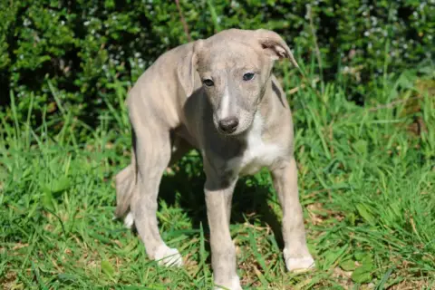 Whippet  Biarritz Des Brumes De Brocéliande
