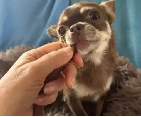 Chihuahua  Bambino Du Coeur Des Ténèbres photo 2