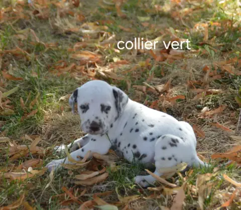 Dalmatien  Collier Vert Des Hauts Templiers
