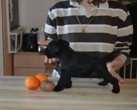 Schnauzer Miniature  Chiot 6 De Tierra Lemi