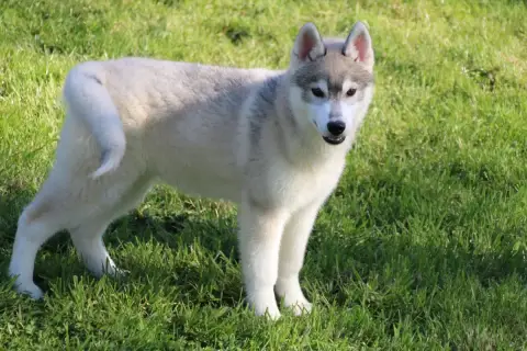 Siberian Husky  M1 Des Legendes Du Triskel