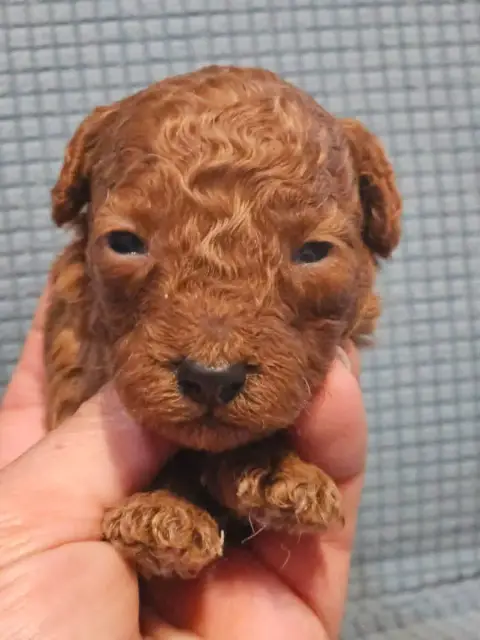 Caniche  Chiot N°2 De L'Angelarde