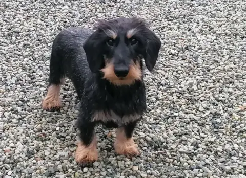 Teckel Poil Dur  Chiot N°1 De Chatoisillon photo 2