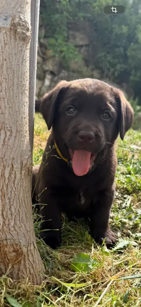 Labrador Retriever  Chiot N°5 Des Délices De Praline 4952f