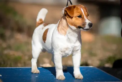 Jack Russell Terrier  Chiot 1 Du Bois De Compiègne photo 2