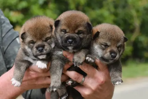 Shiba