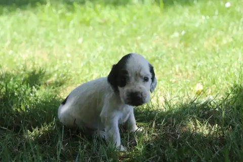 Cocker Spaniel Anglais photo 3