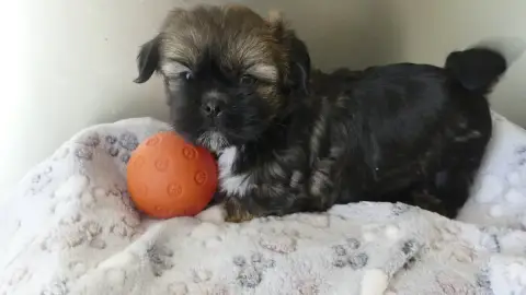 Lhassa Apso  Baya Du Domaine Des Ecorces