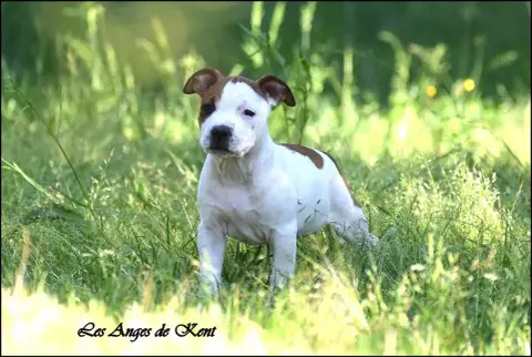 American Staffordshire Terrier  M1 Bowie To Ground Co e4064