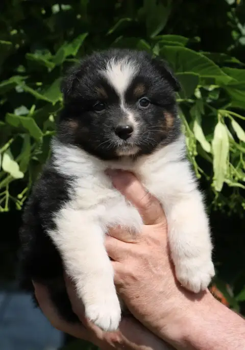 Berger Australien  Chiot N°4 De Windy'Stia