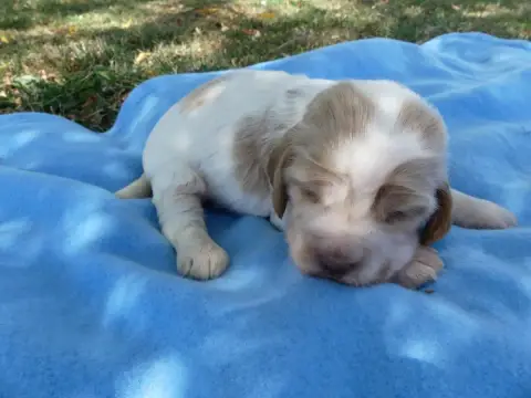 Cocker Spaniel Anglais  Prénom Libre Des Terres Des F 16067