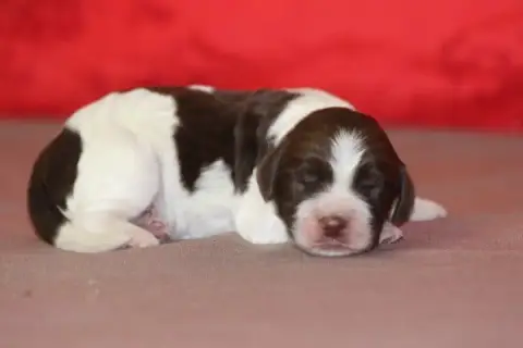 English Springer Spaniel  Male N°4 Des Diamants Verts 3837b