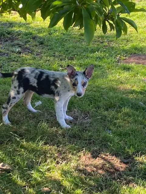 Border Collie  Armor Bro Glazik Tropell photo 3