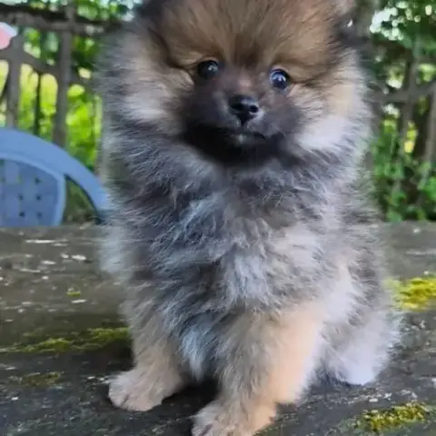 Petit