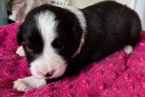 Border Collie photo 2